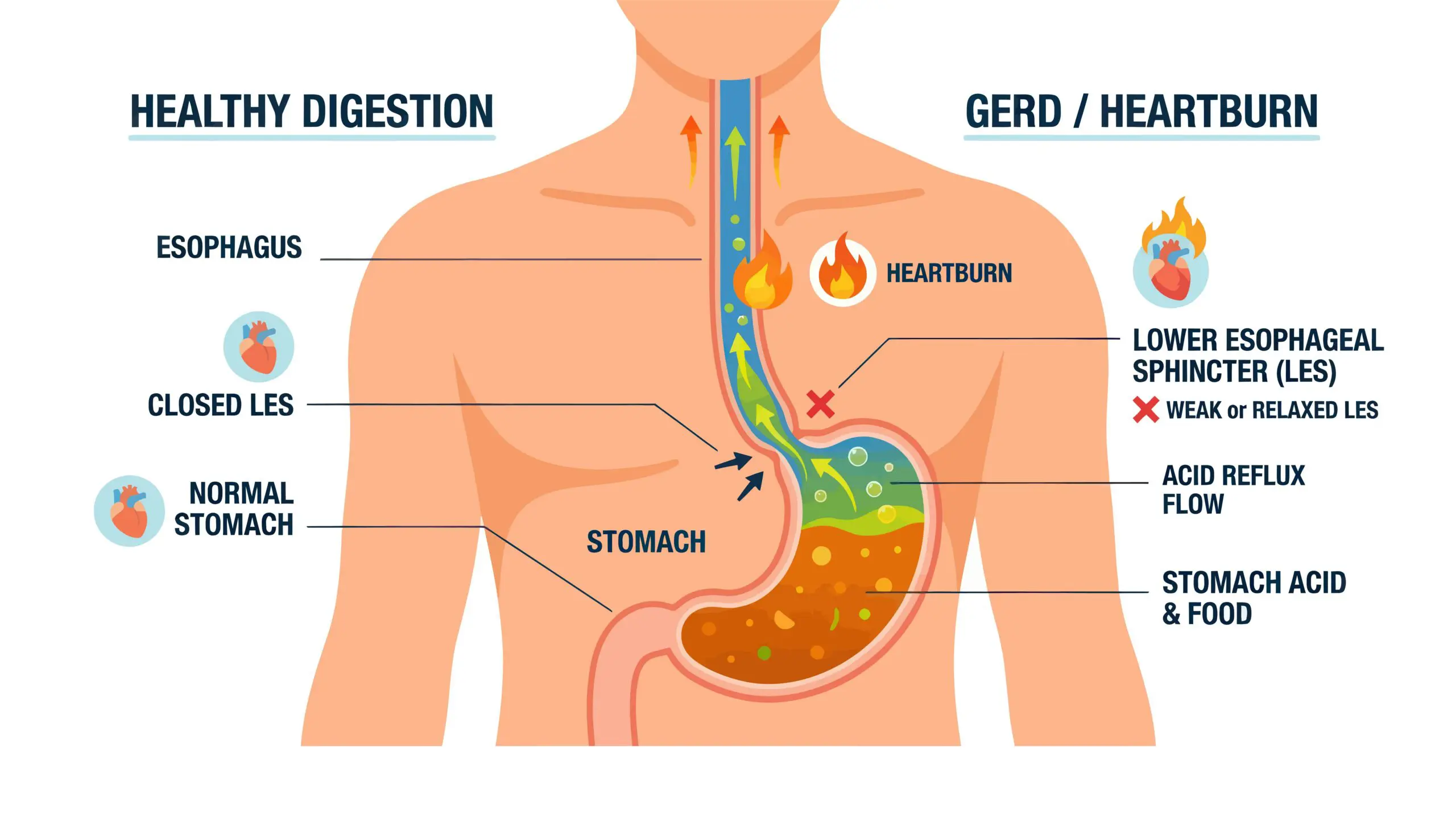 A patient has his abdomen examined in the background while a doctor points to a gallbladder on an anatomical model of the pancreas