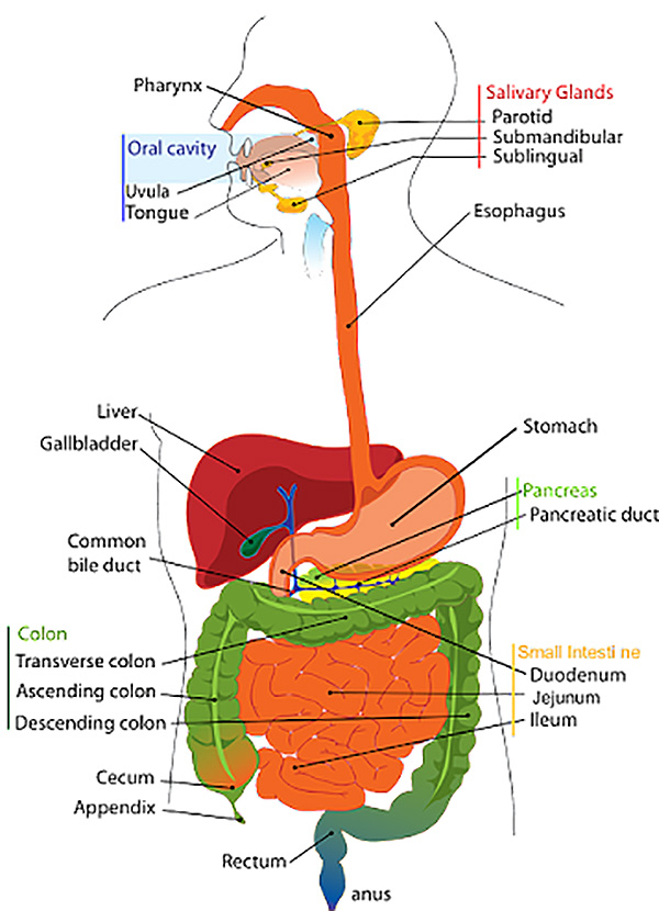 Diagram of the internal organs noting the gallbladder for people with gallstones who want gallstones treatment or gallbladder removal with a specialist in Los Angeles
