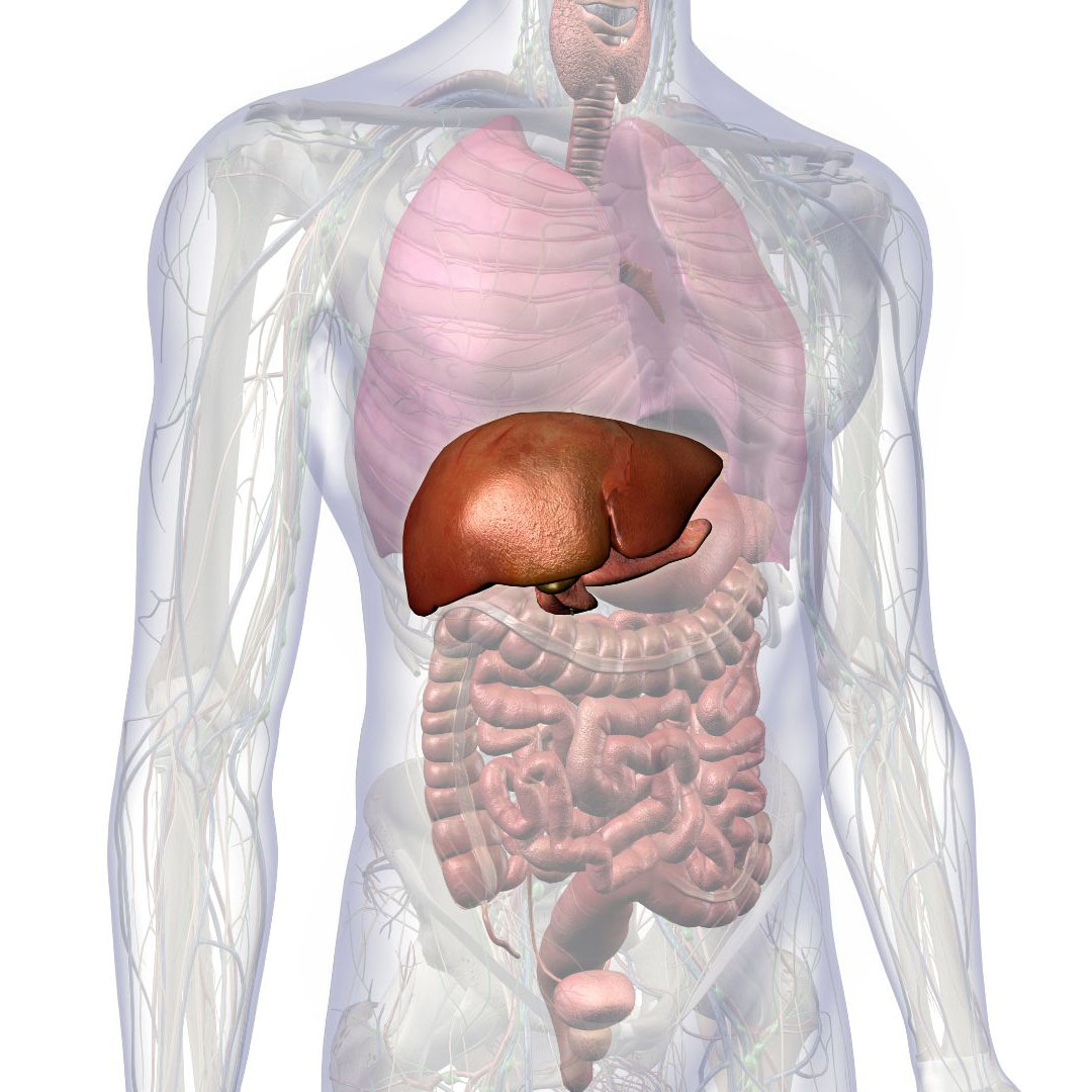 Illustration of transparent body showing the liver where y90 treatment is performed for liver cancer