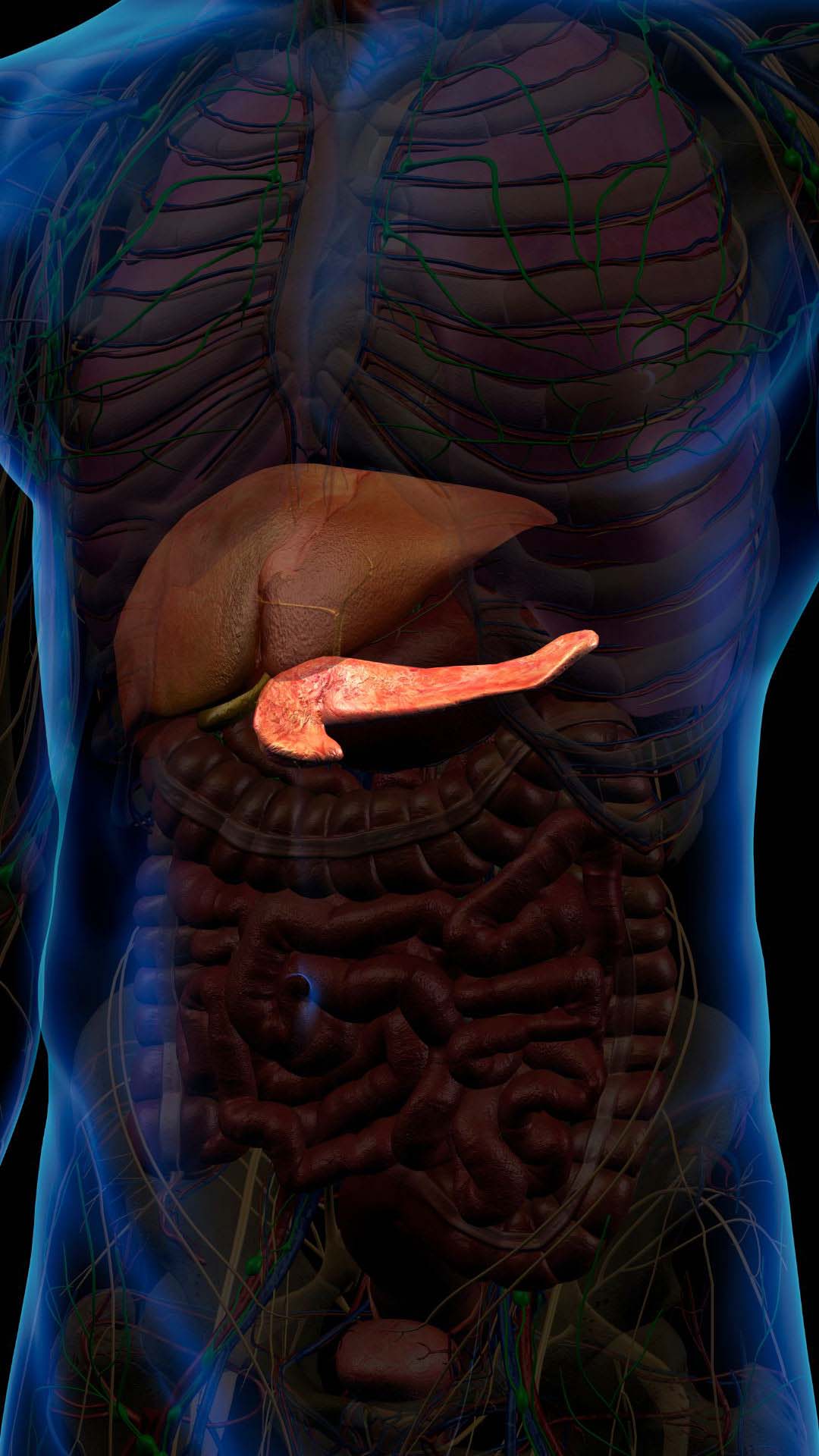 pancreas illustration demonstrating the pancreatic cysts the pancreatic surgeons at SCMSC will treat at their office in Los Angeles.