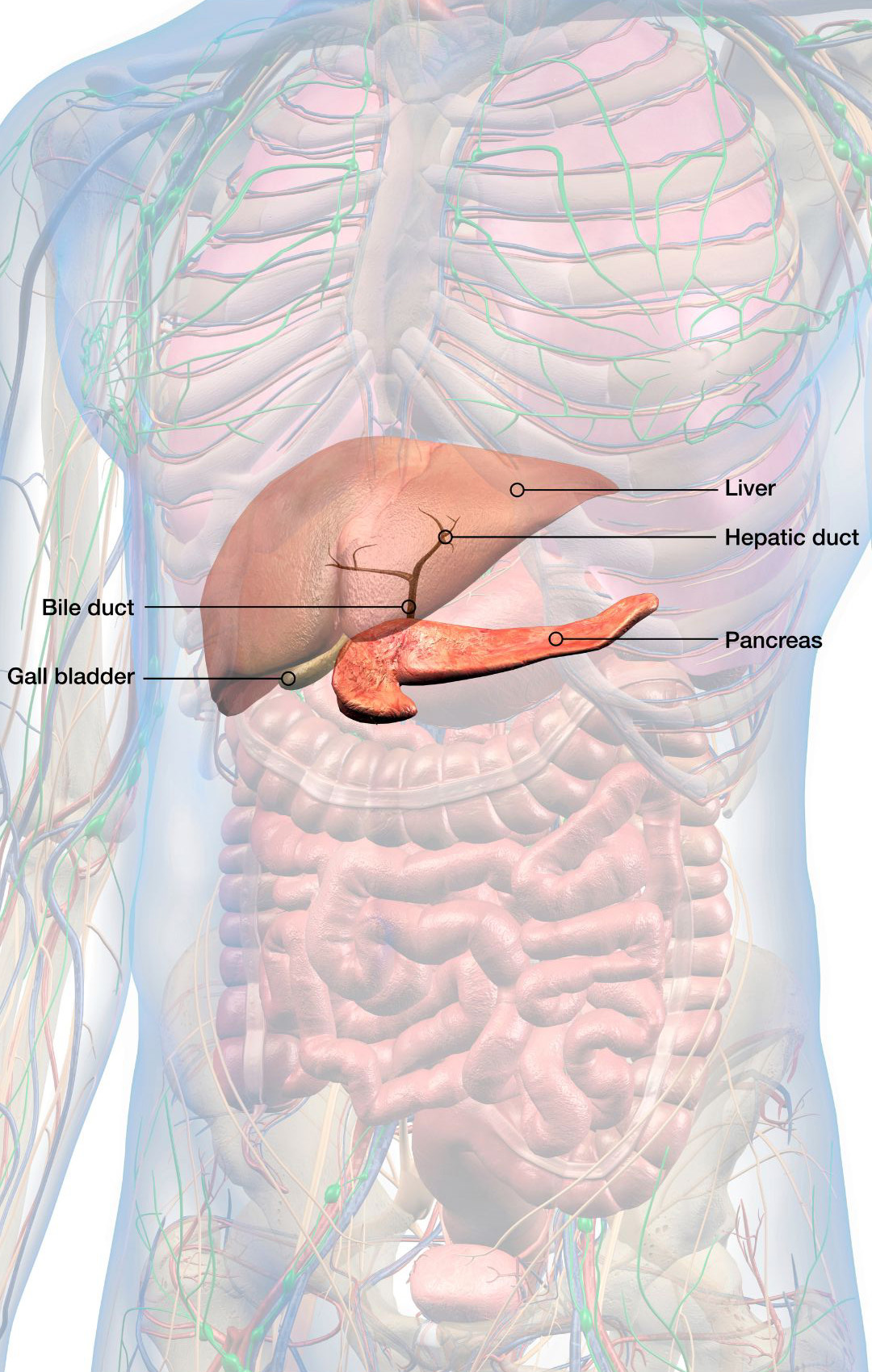 Diagram of the internal organs showing the pancreas where many have pancreatic cancer.