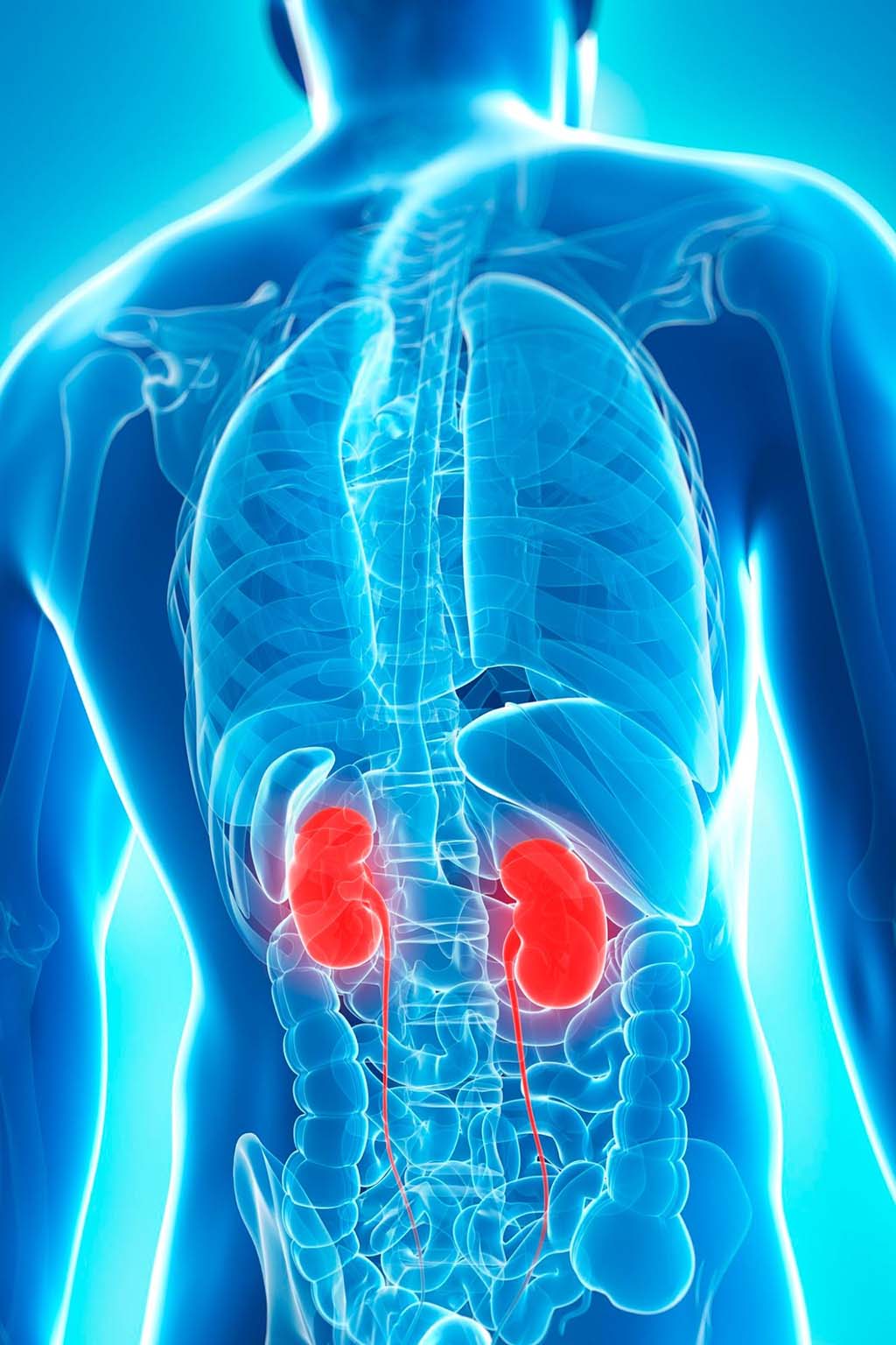 Illustration of translucent man with kidneys highlighted signifying chronic kidney disease, end state renal disease or chronic renal failure